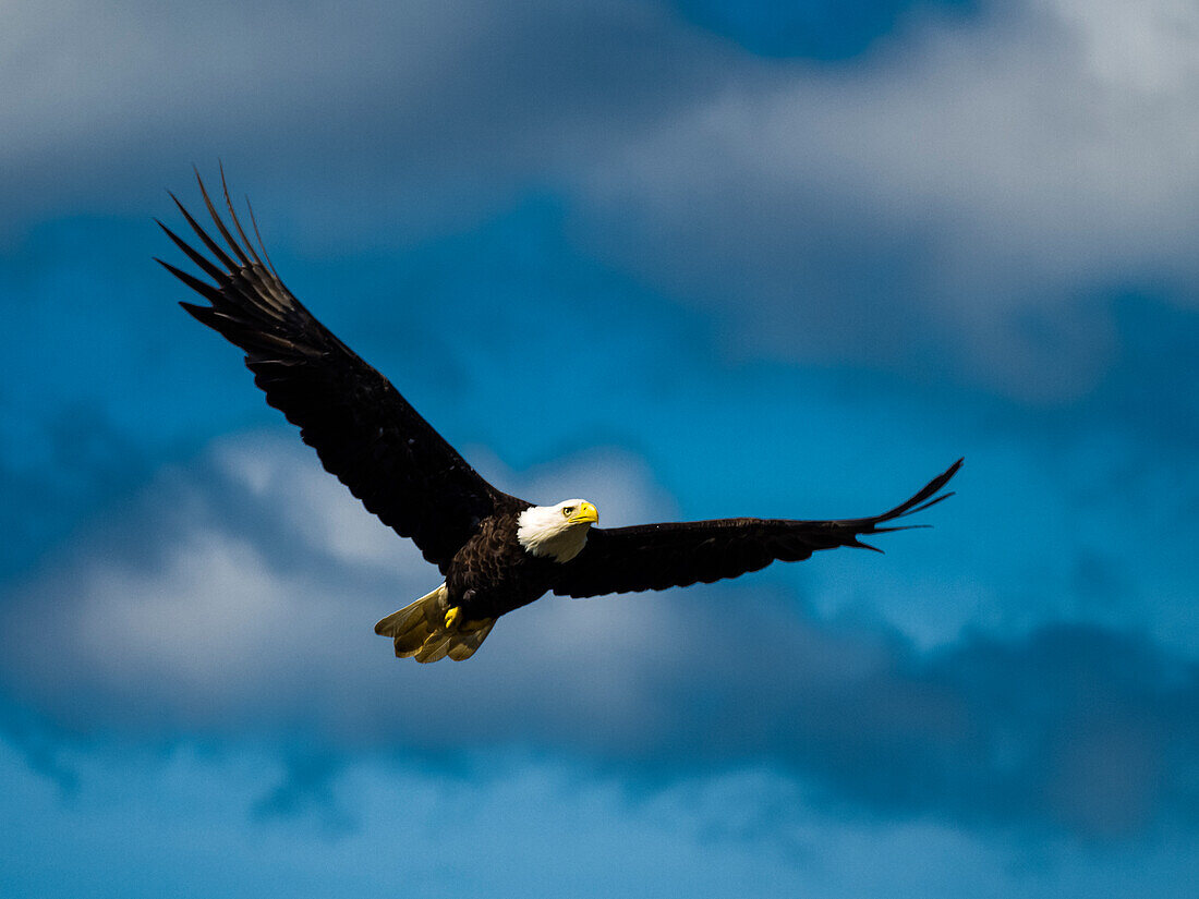 Bald Eagle (Haliaeetus leucocephalus) in flight above Fish Creek in Juneau Alaska's Inside Passage