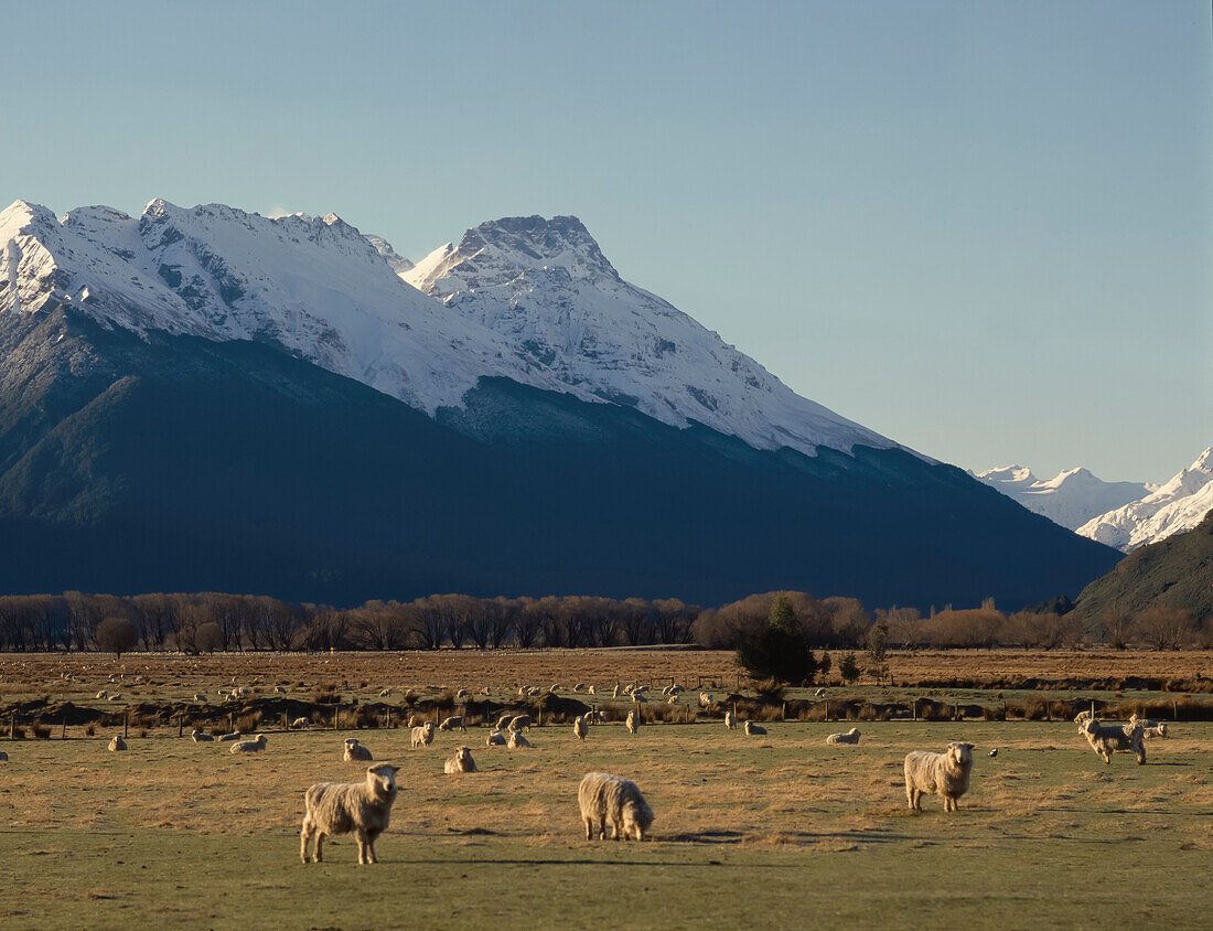 Schafe grasen auf flachem Land am Fuße der schneebedeckten Berge in Neuseeland