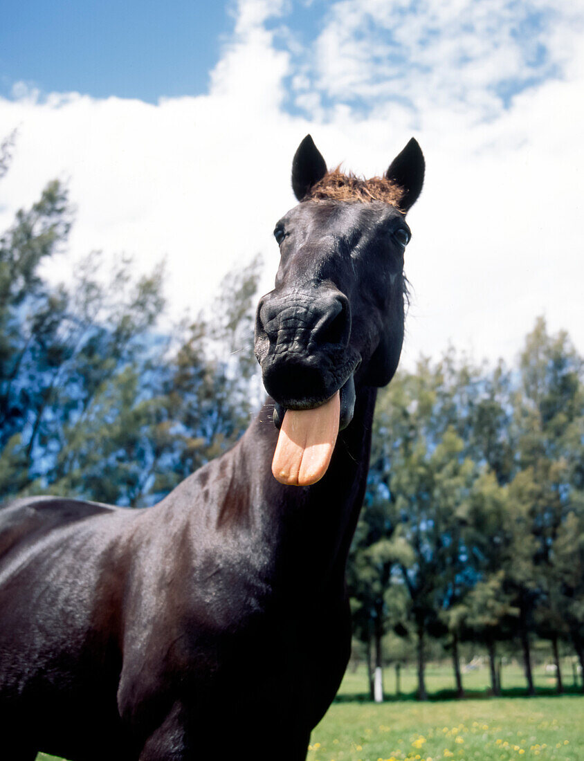 Black horse standing in field sticking out his tounge