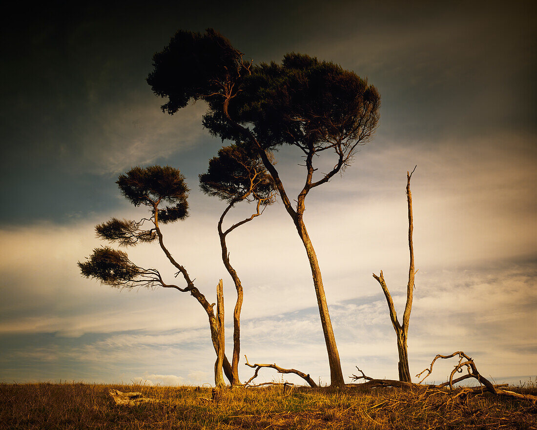 Old Trees in barren pasture against cloudy sky