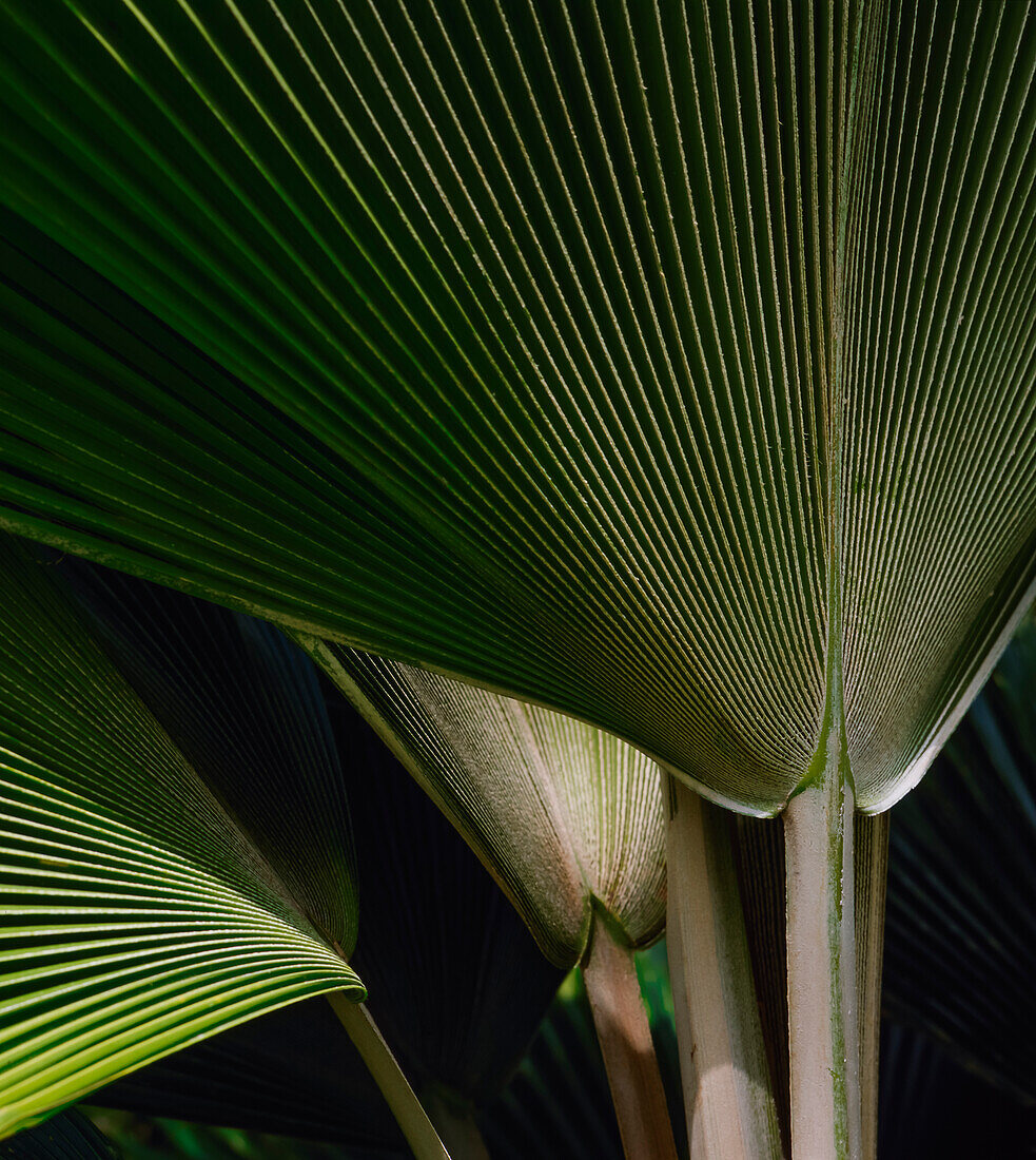 Close up of Palm Fronds