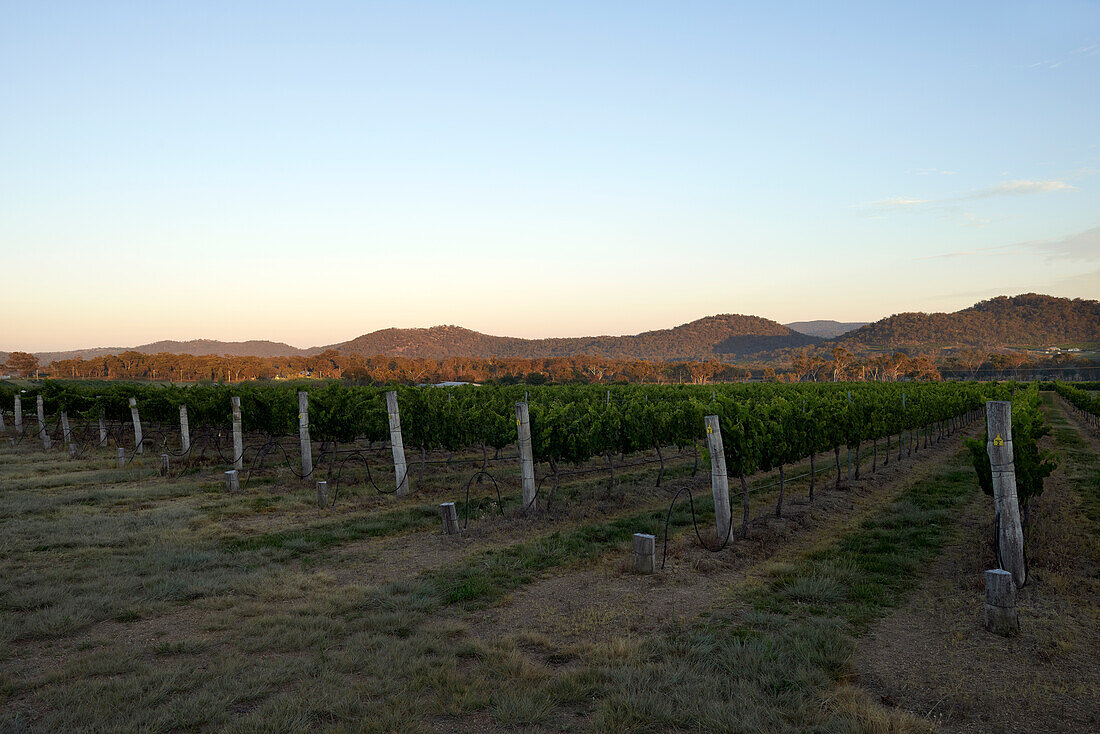 Reihen von Weinreben im Weinberg bei Ballandean, The Granite Belt, Australien
