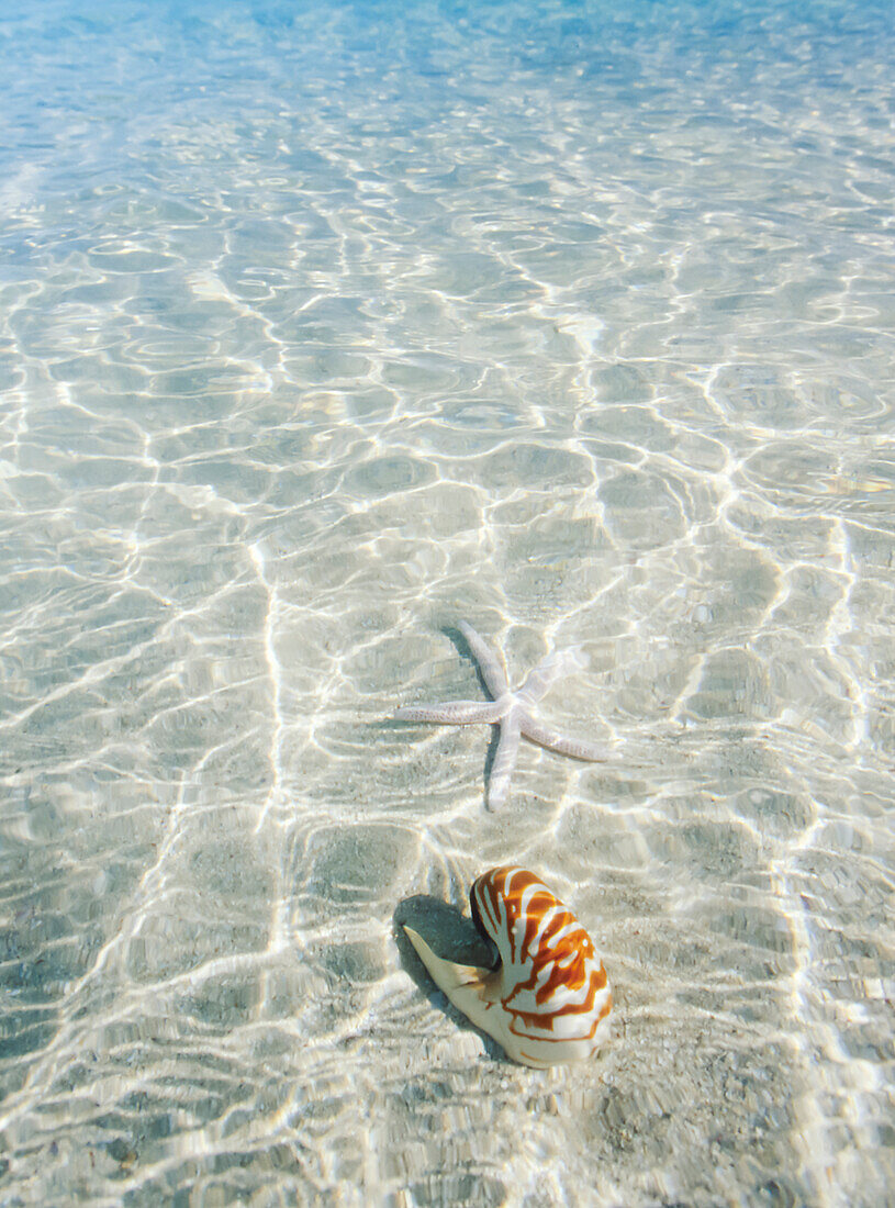 Nautilus shell and starfish in tropical water