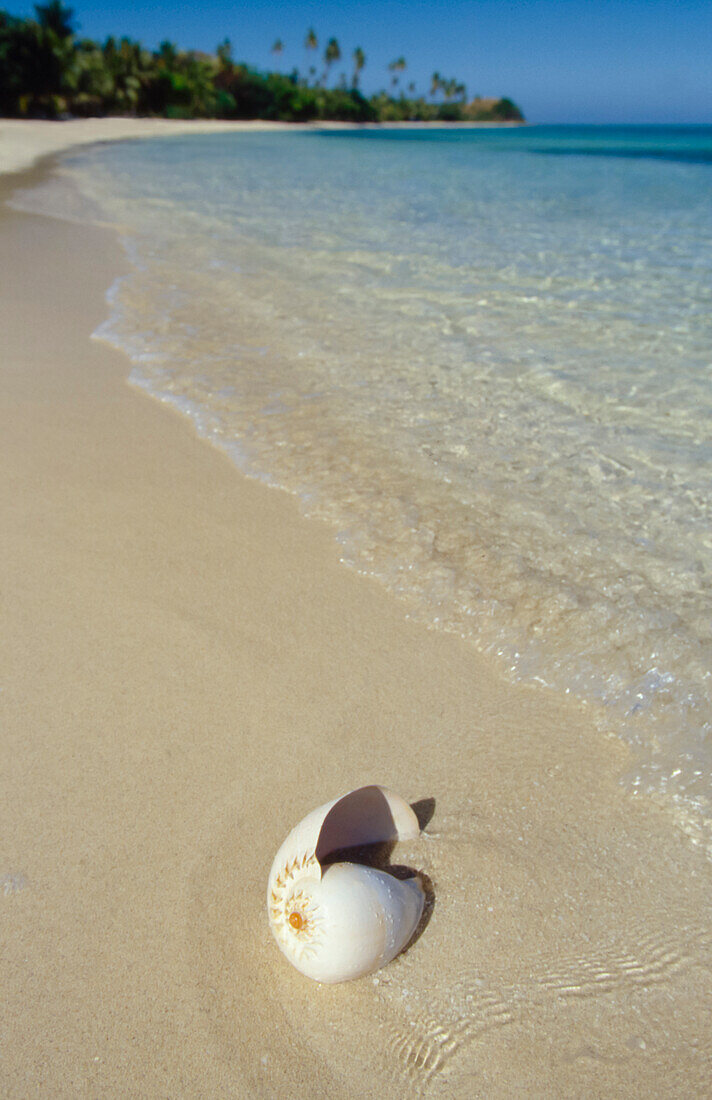 Large nautilus shell on beach of tropical island at waters edge and waves lapping