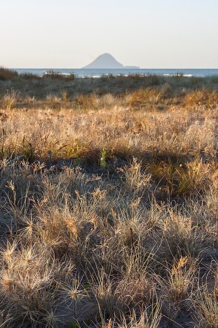 Looking across coastline in spinifex grass towards ocean and Whale Island