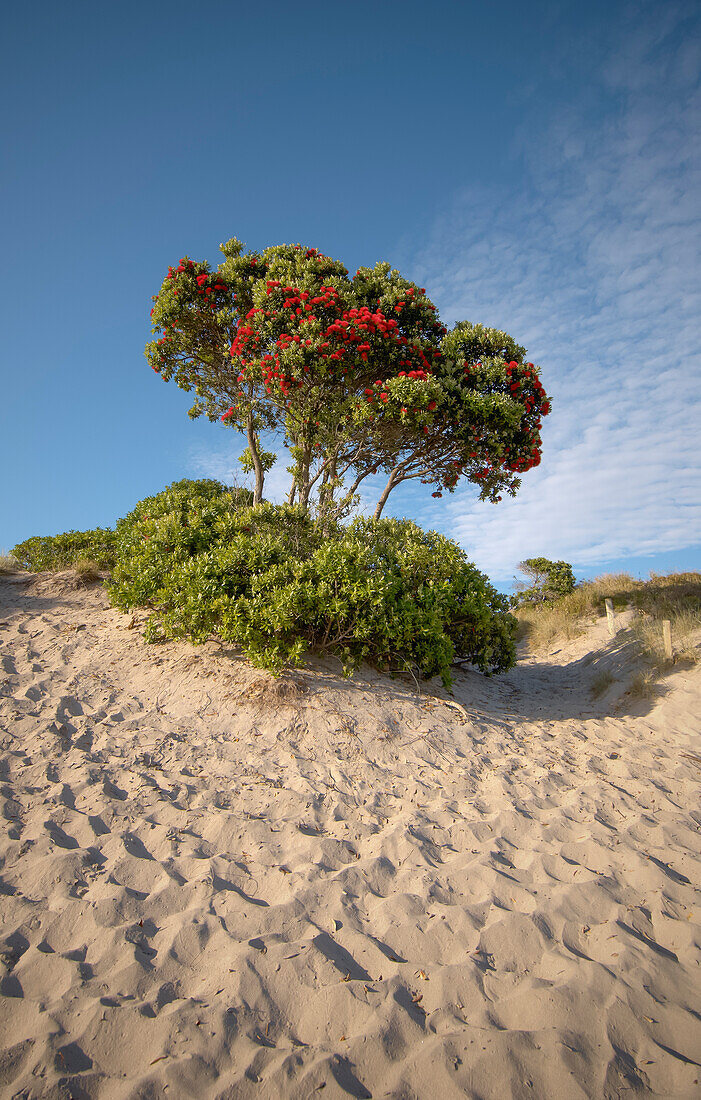 Clump of flowering Pohutukawa trees on top of sand dune