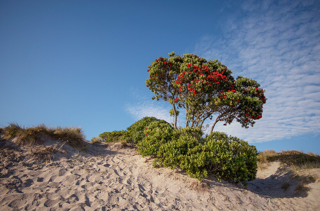 Büschel blühender Pohutukawa-Bäume auf einer Sandbank