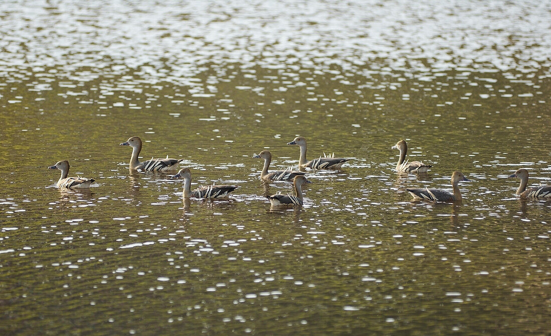 Plumed Whistling Ducks am Teich