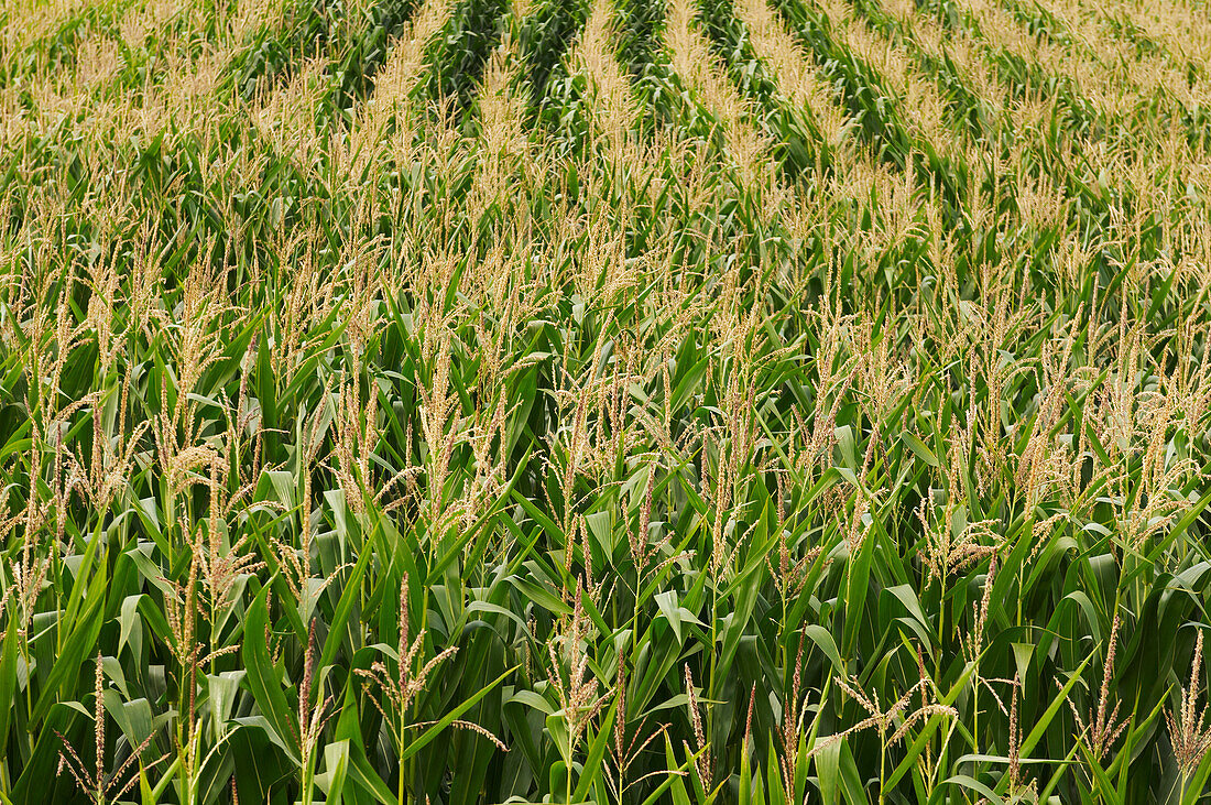 Maize crop in flower