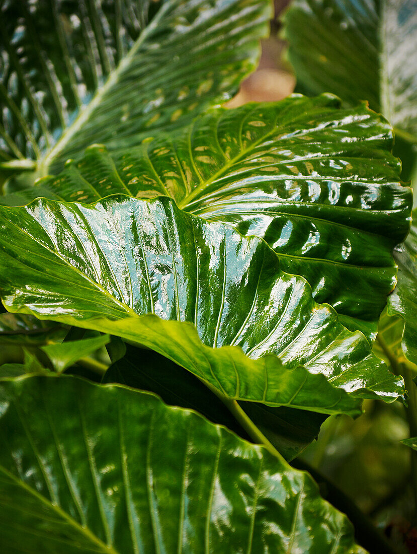 Suptropical plant with large shiny green leaves