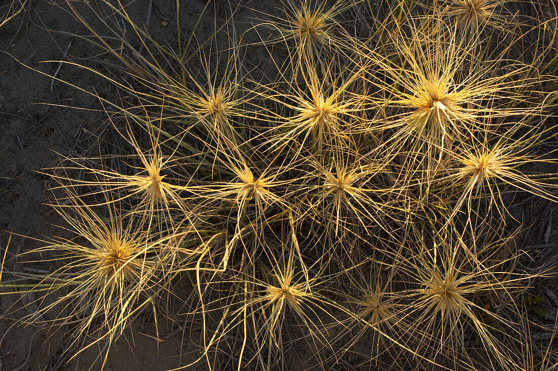 Golden light shining on spinifex grass heads on sandy surface