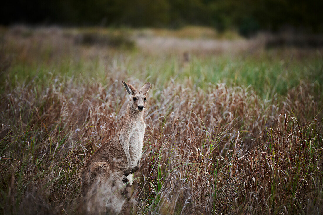 Mother Kangaroo with Joey looking out of her pouch