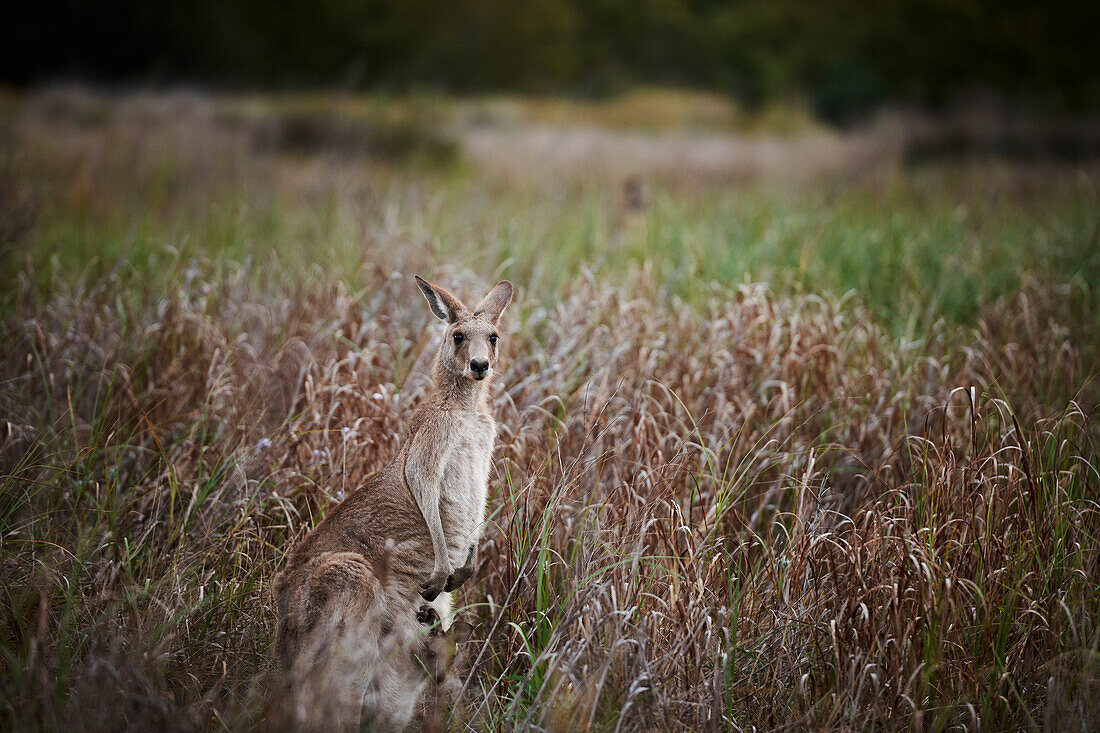 Mutter Känguru mit Joey, der aus ihrem Beutel schaut