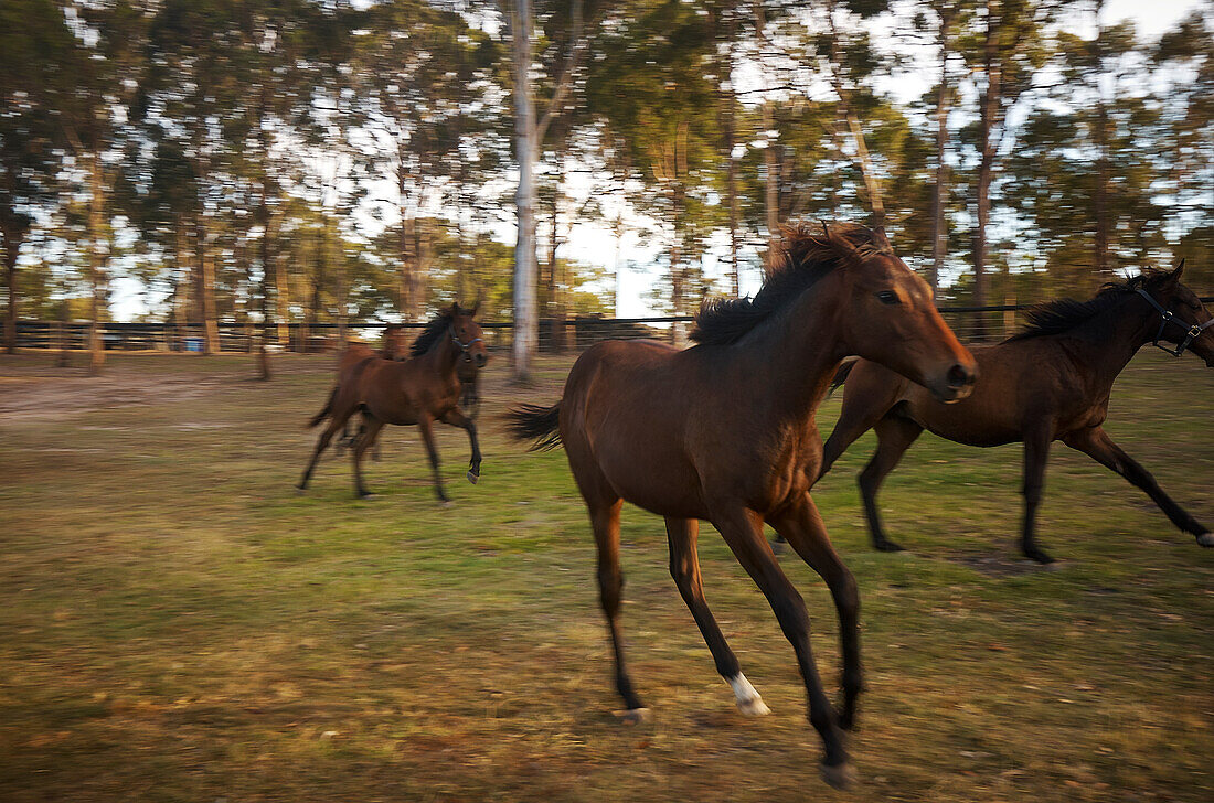 Thouroughbred horses running past gumtrees