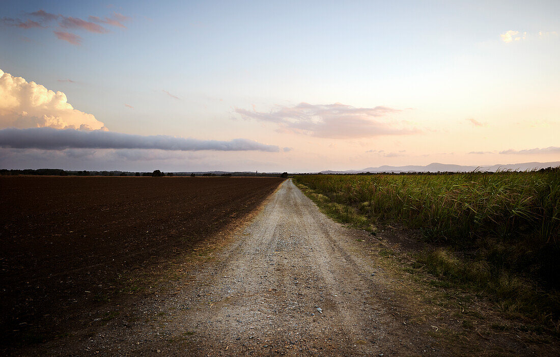 Gravel road between sugarcane fields