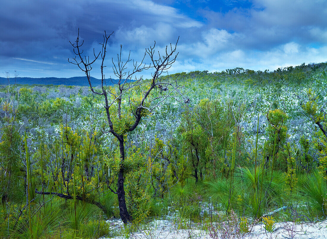Native plants growing in sandy ground on Fraser Island - Australia