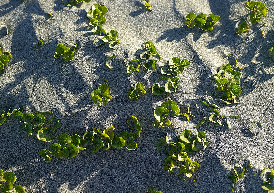 Grüne Blätter, die in den Sand kriechen