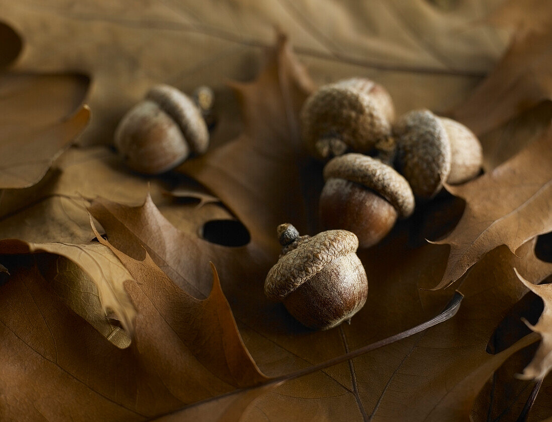 Group of Acorns laying on top of brown oak tree leaves