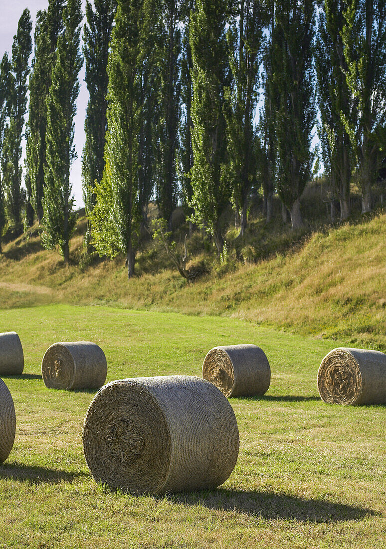 Round haybales in field with poplar trees in background