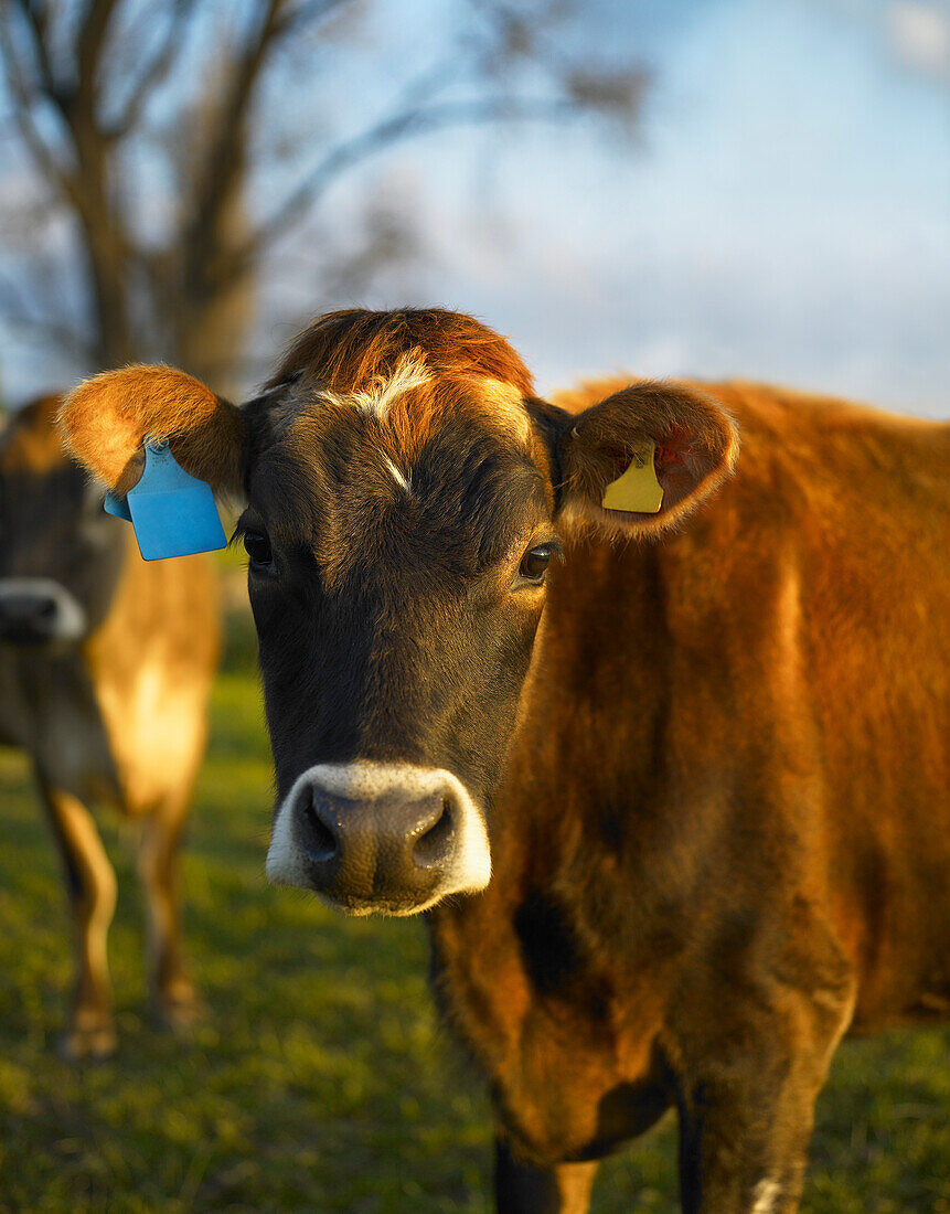 Close up of Jersey Cow