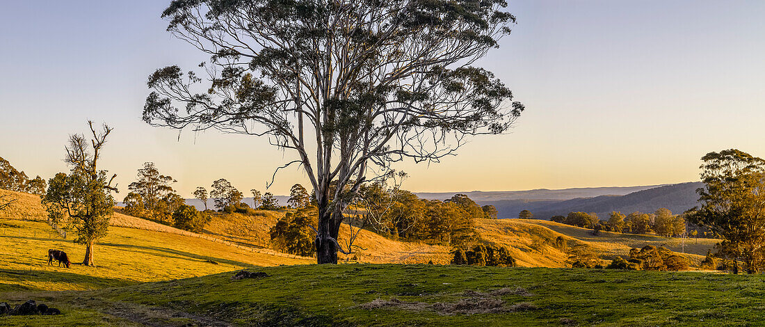 Panorama of golden light shining on farmland with cows, pony and gumtrees