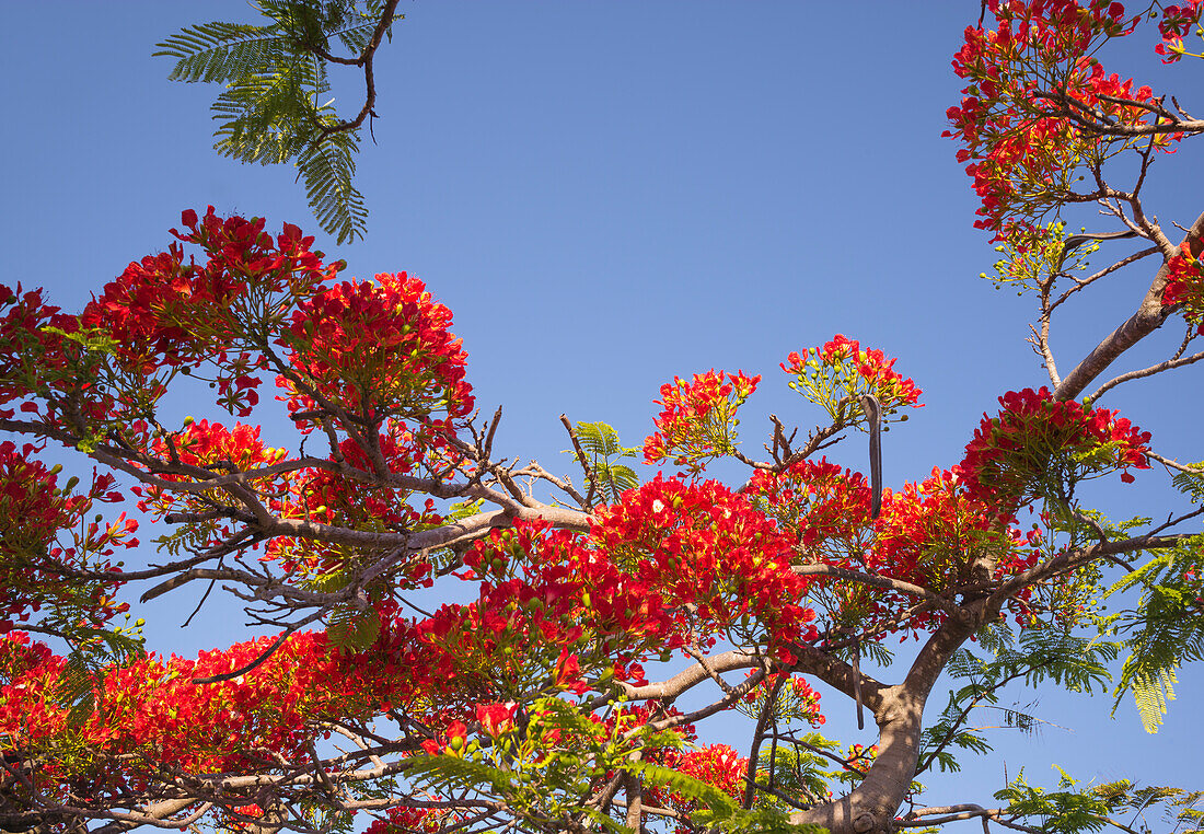 Rote Blüten des Flammenbaums gegen den blauen Himmel nachschlagen