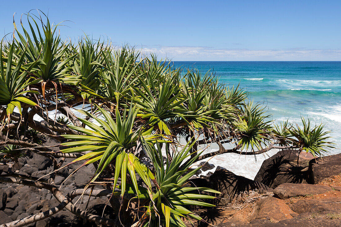 Looking past Pandanus plants and rocks down to tropical blue water and gentle waves