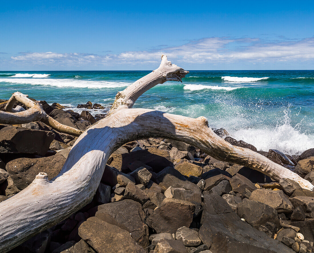 Large piece of dritwood on rocks at Ballina Head