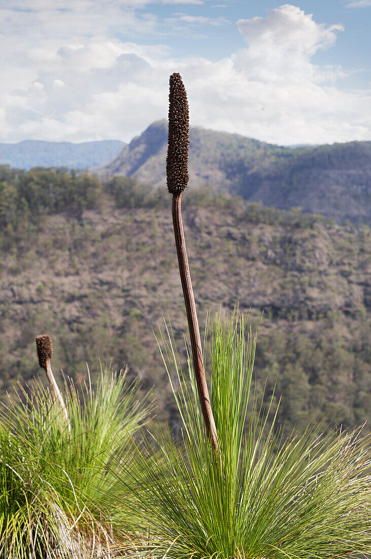 Seedhead of native Xanthorrhoea grass gowing in Lamington National Park hills