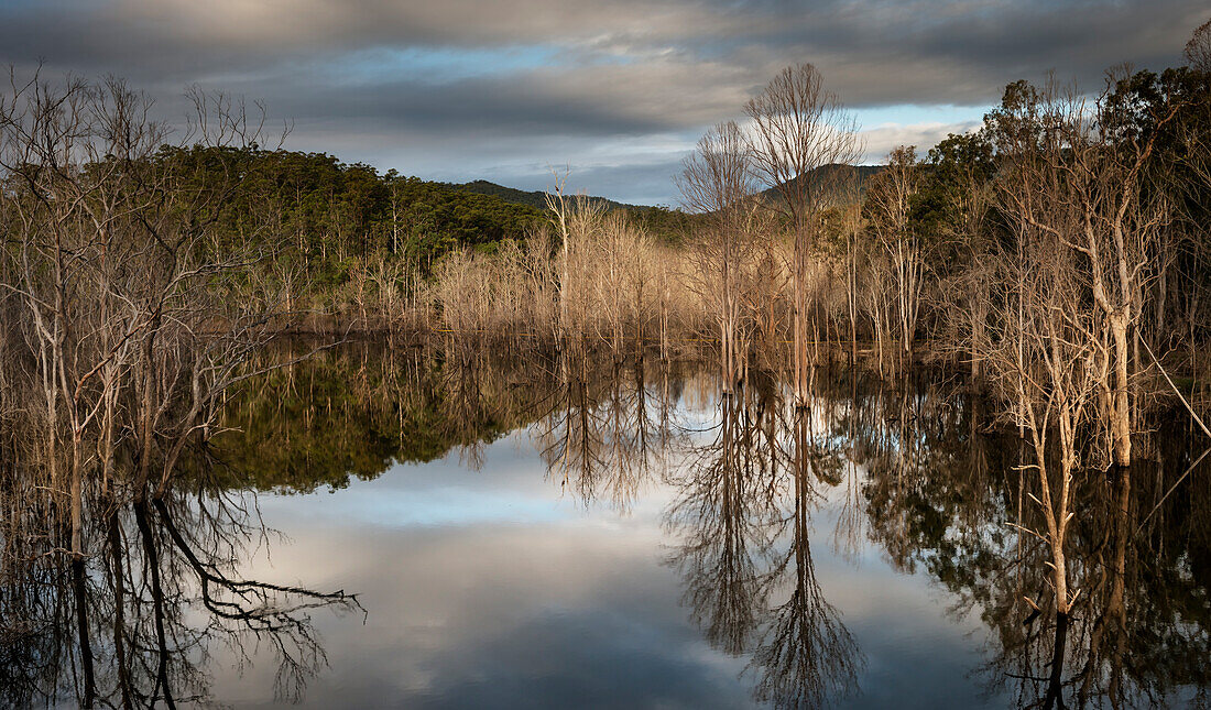 Reflexionen im Wasser des einheimischen australischen Buschlandes