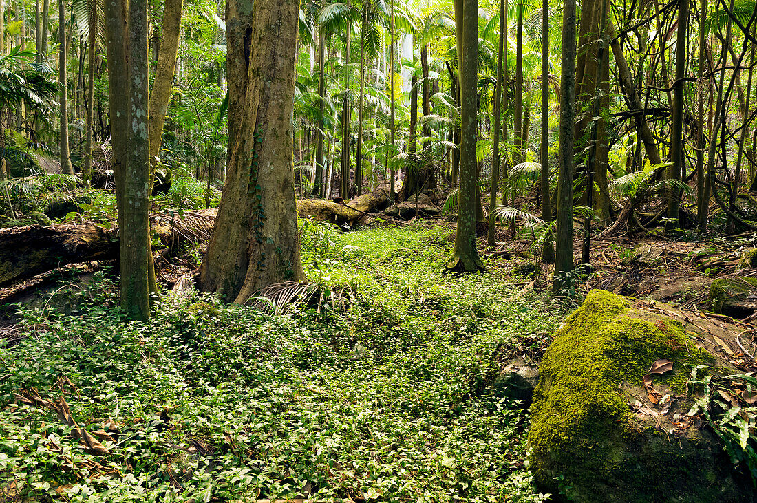 Regenwaldboden mit Baum, Laub, Felsen und Moos