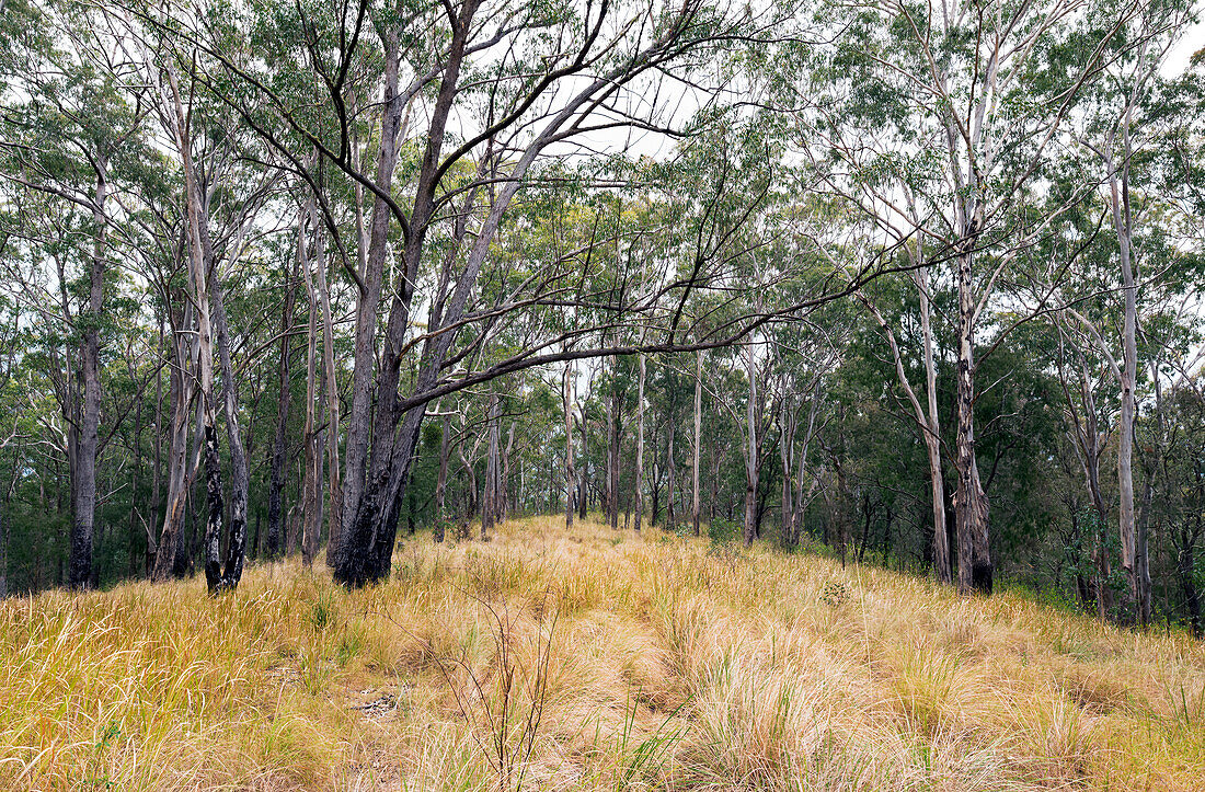 Grasbewachsener Hügel mit einheimischen australischen Bäumen