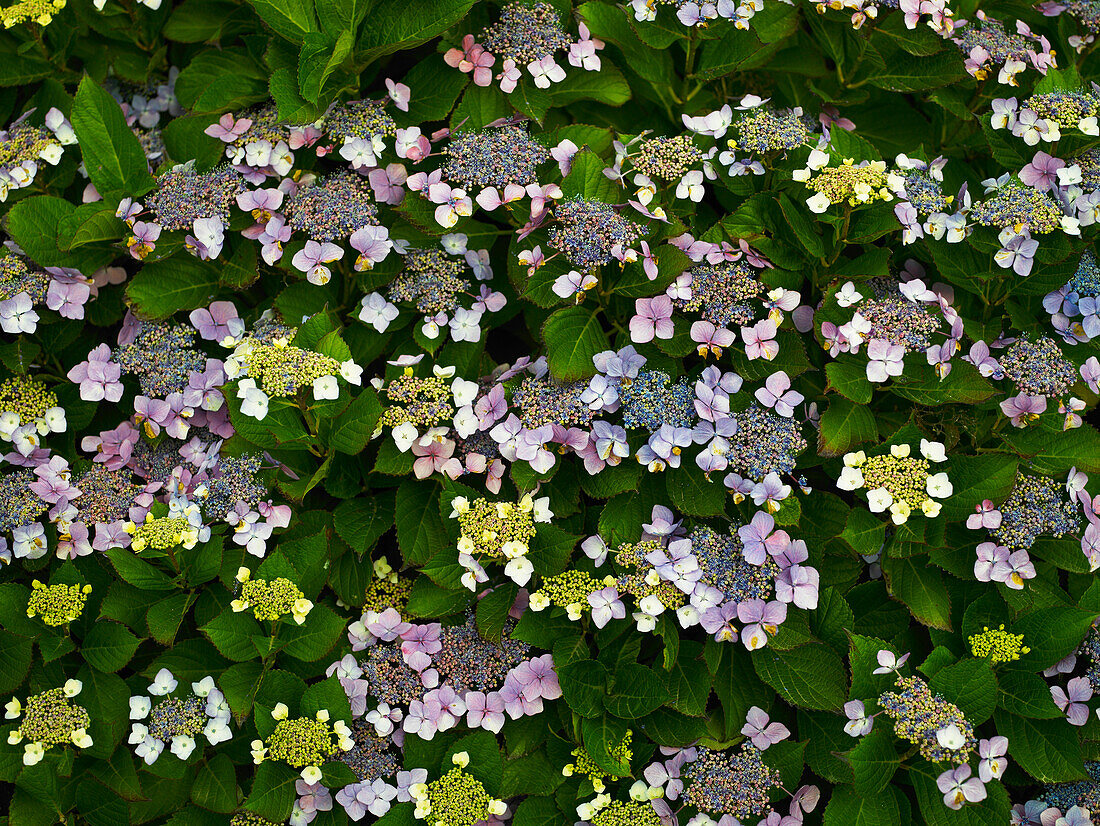 Blühender Busch der blühenden Lace Cap Hortensie in verschiedenen Blütestadien