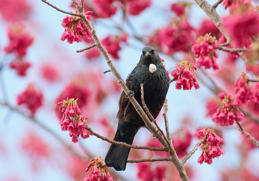Neuseeland Tui thront in einem blühenden Kirschbaum