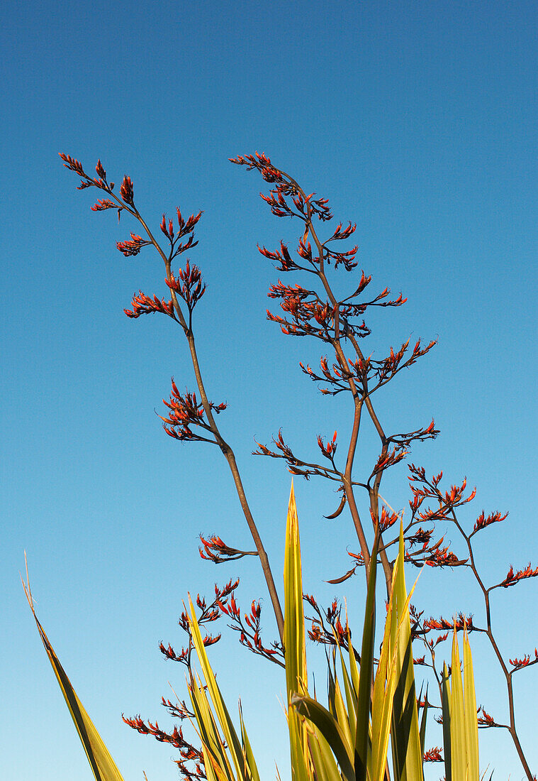 Flowering flax spike against blue sky