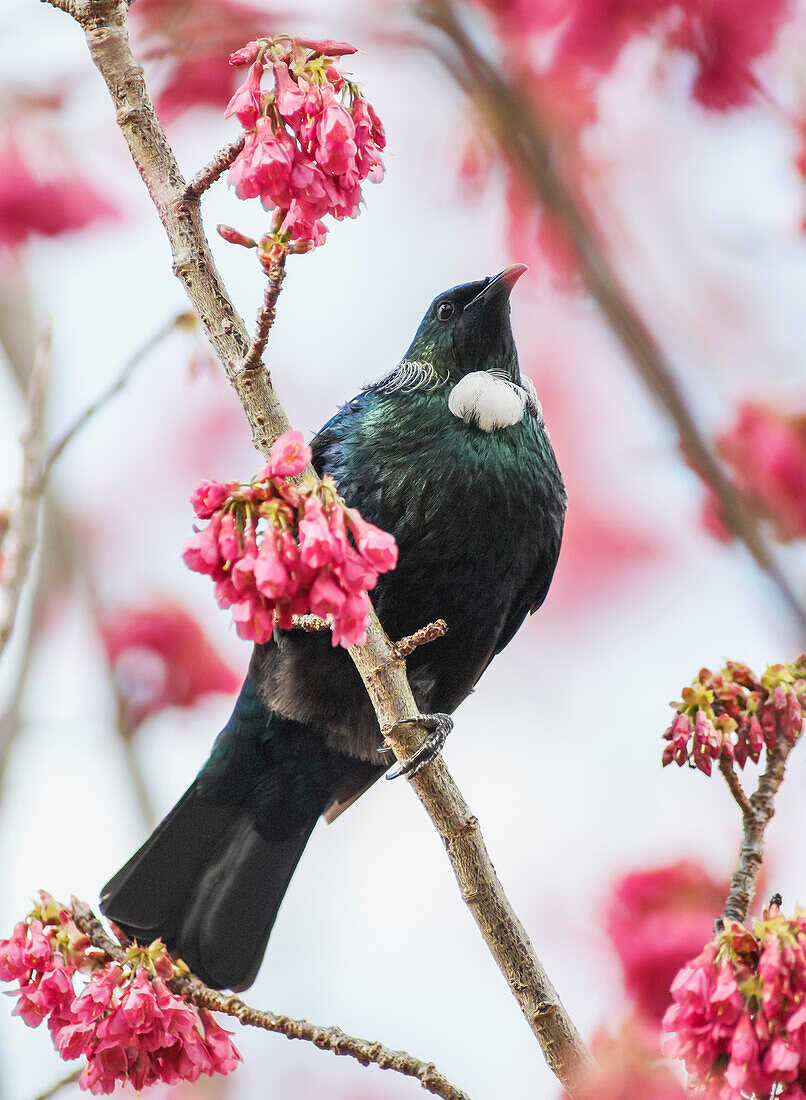 Neuseeland Tui thront in einem blühenden Kirschbaum