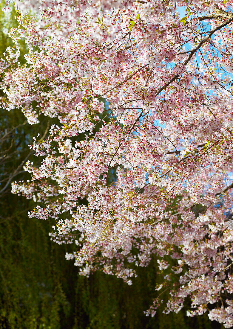 Hängende Zweige des blühenden Kirschblütenbaums