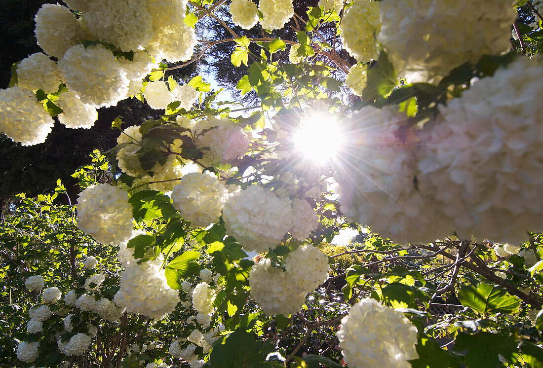 Looking up at flowering heads of Snowball Tree