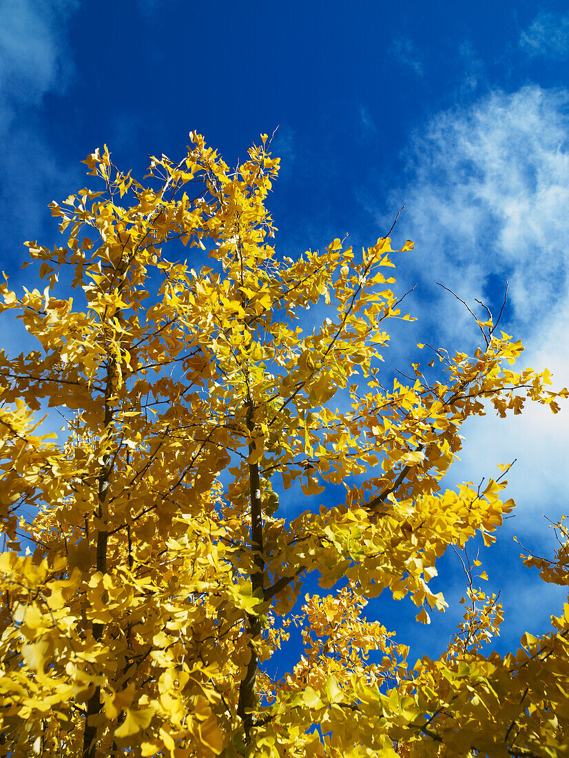 Golden autumn leaves on Ginko tree against blue sky