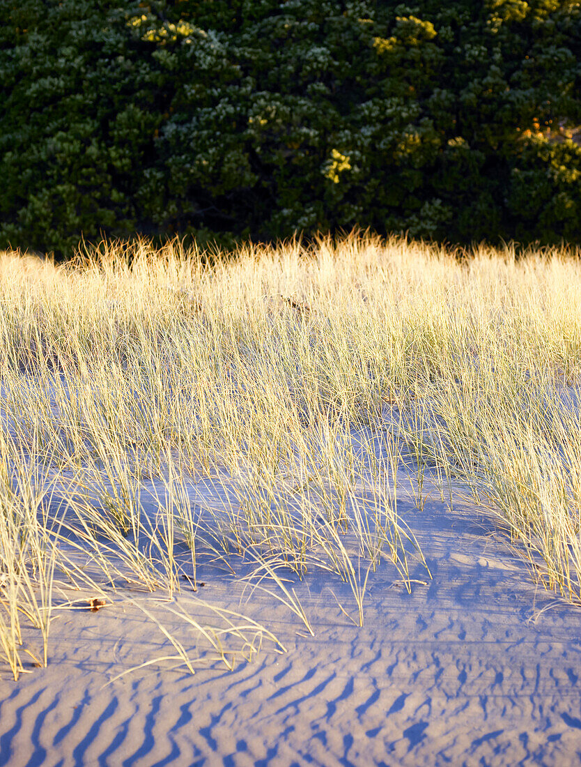 Gräser, die auf gekräuseltem Sand wachsen