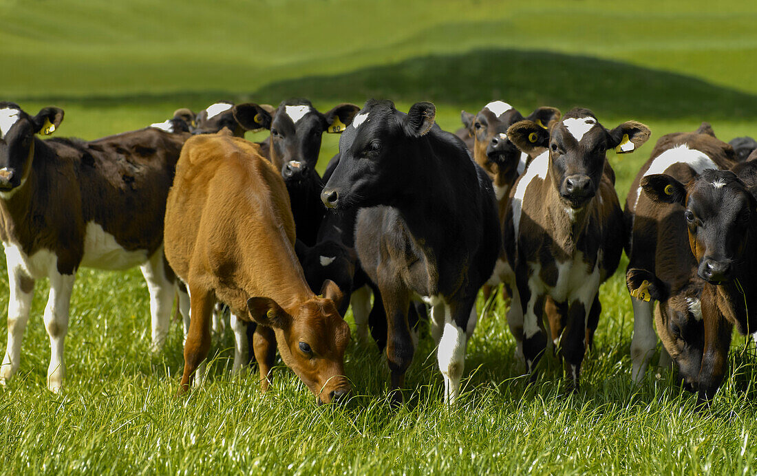 Calves in green field