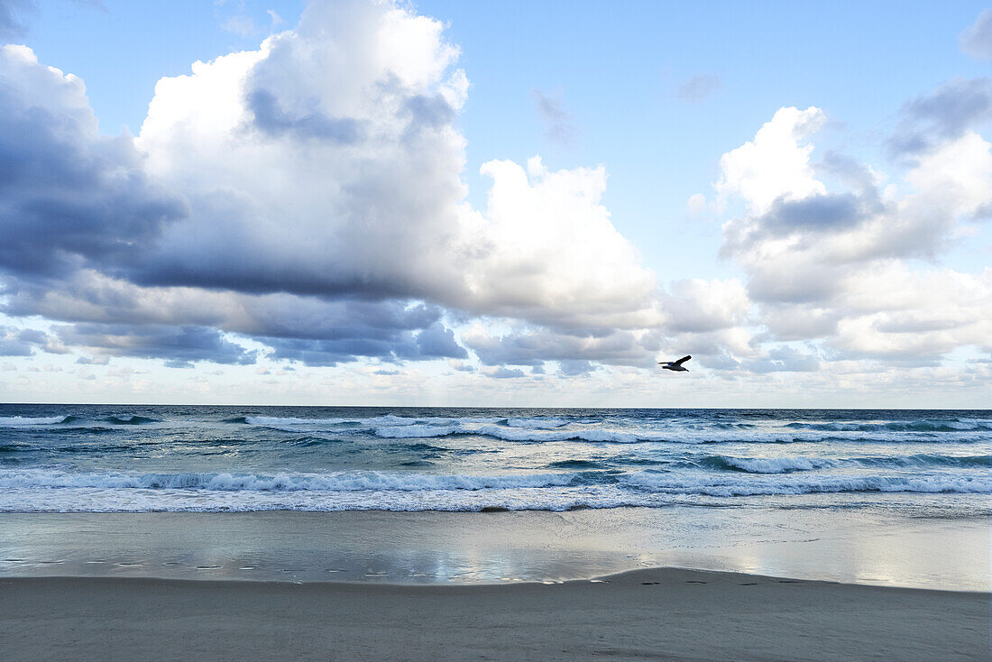 Möwe fliegt an einem bewölkten Tag über die Wellen am Strand