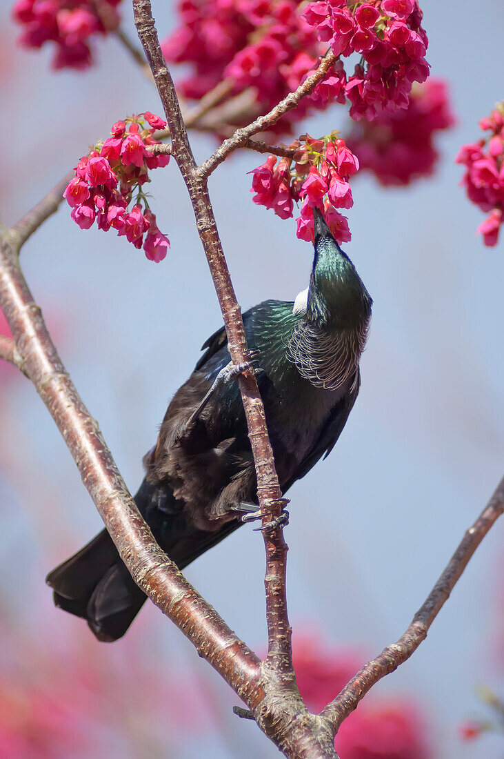 Tui-Fütterung vom Kirschblütenbaum