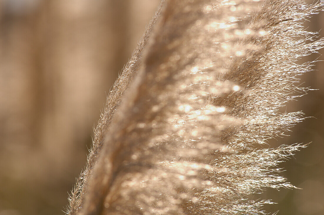 Hintergrundbeleuchtete neuseeländische Pflanze (einheimischer Name