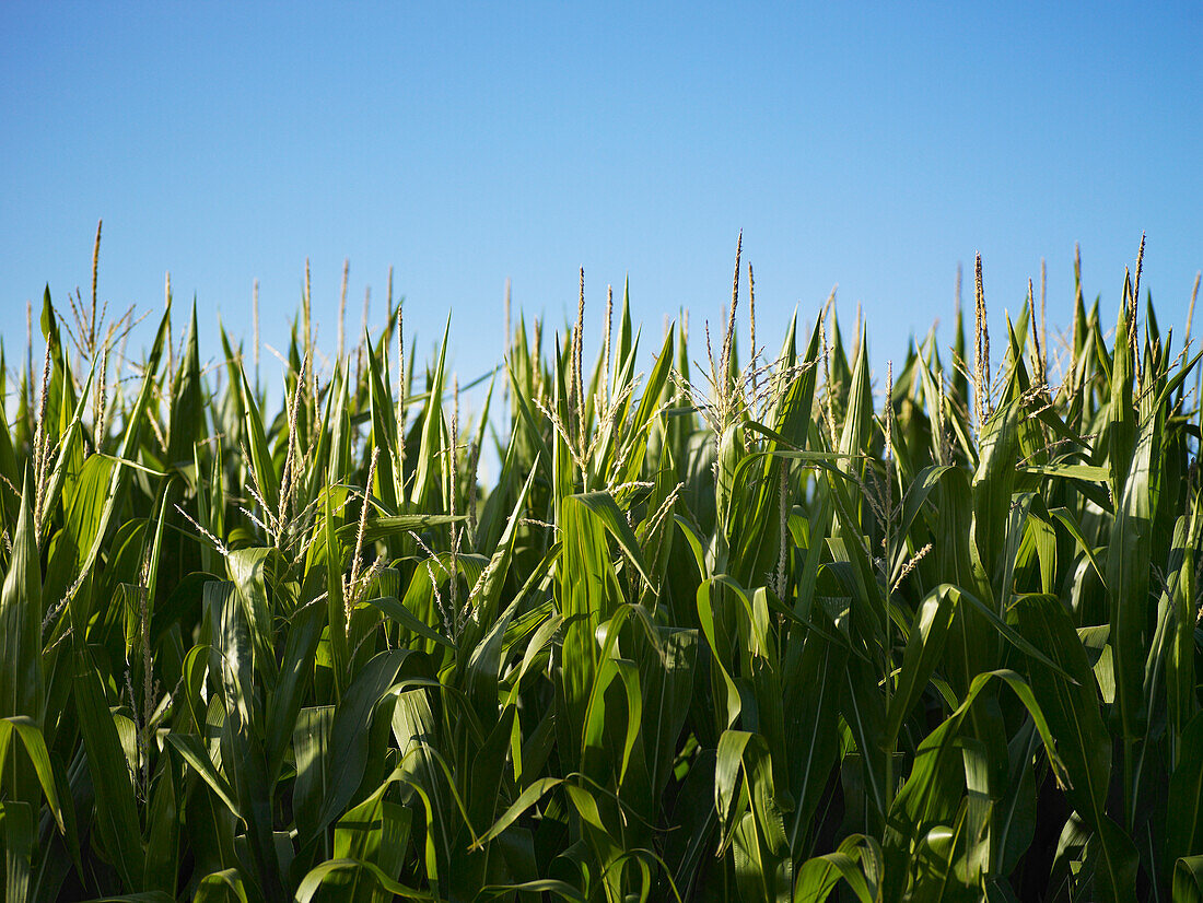 Flowering maize/corn plants against blue sky
