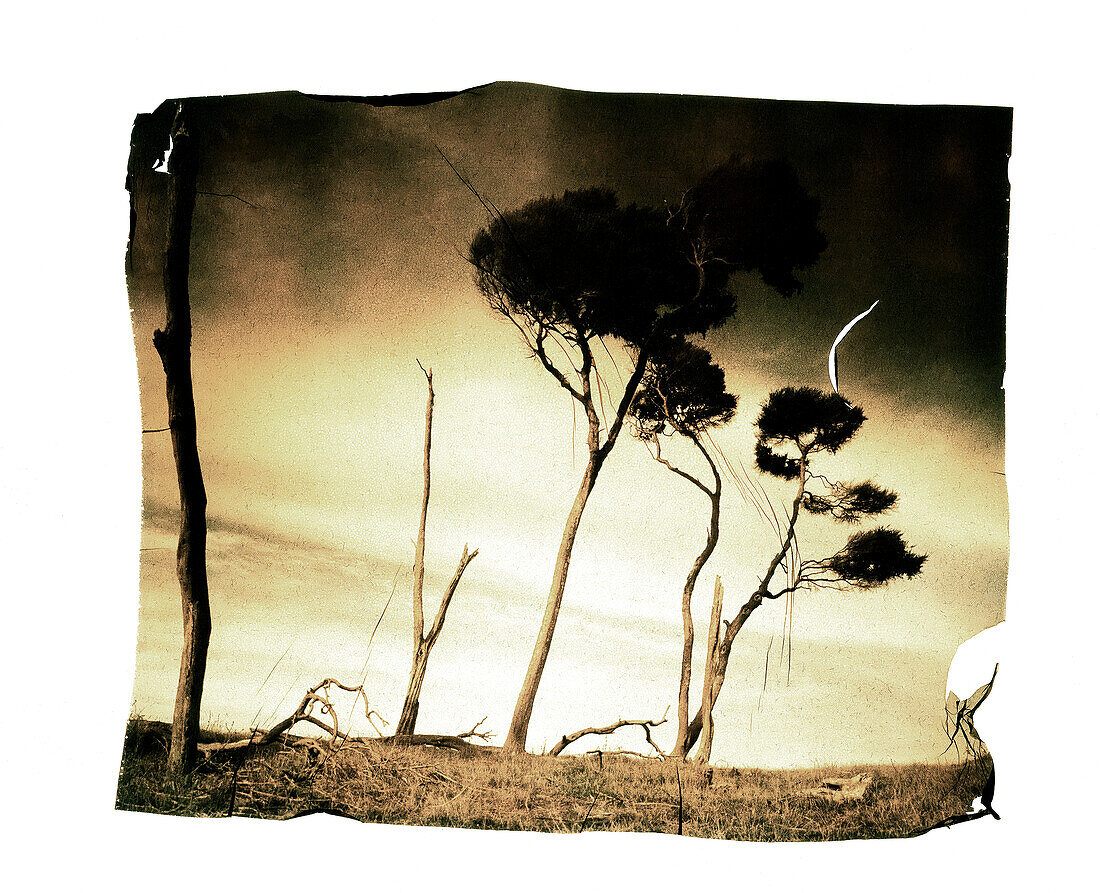 Polaroid-Transfer von alten Eukalyptusbäumen in Gelb- und Brauntönen
