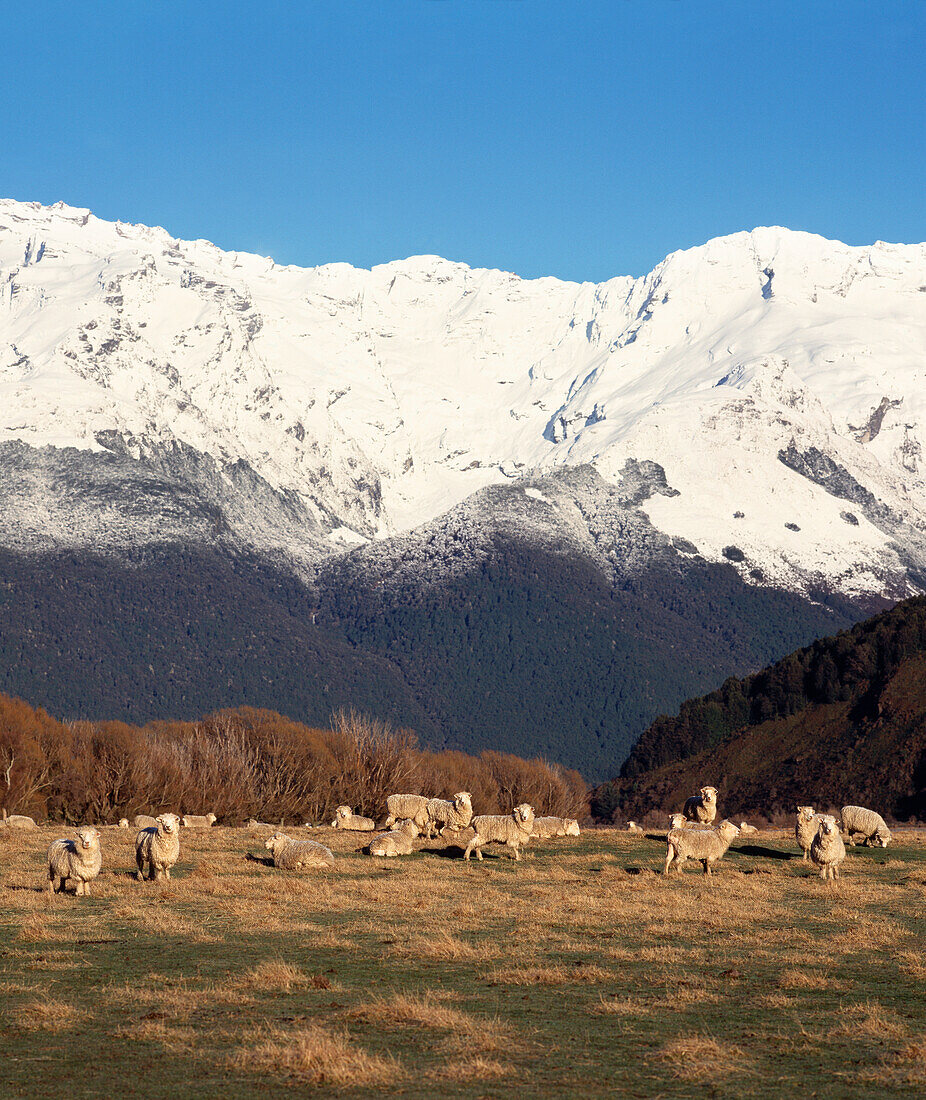 Schafe am Fuße des schneebedeckten Berges