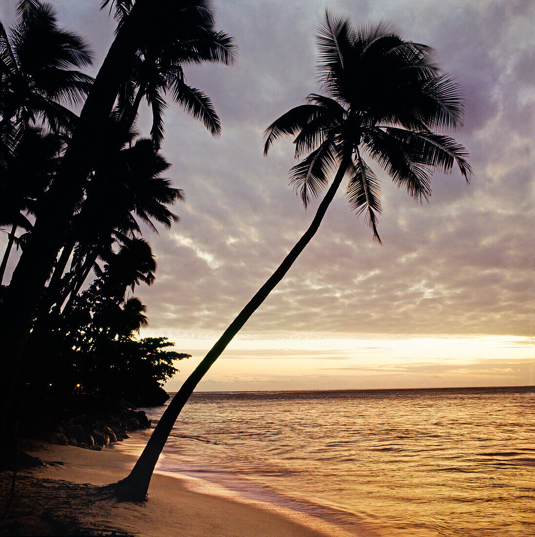 Palmen am tropischen Strand lehnen sich bei Sonnenuntergang zum Meer hinüber