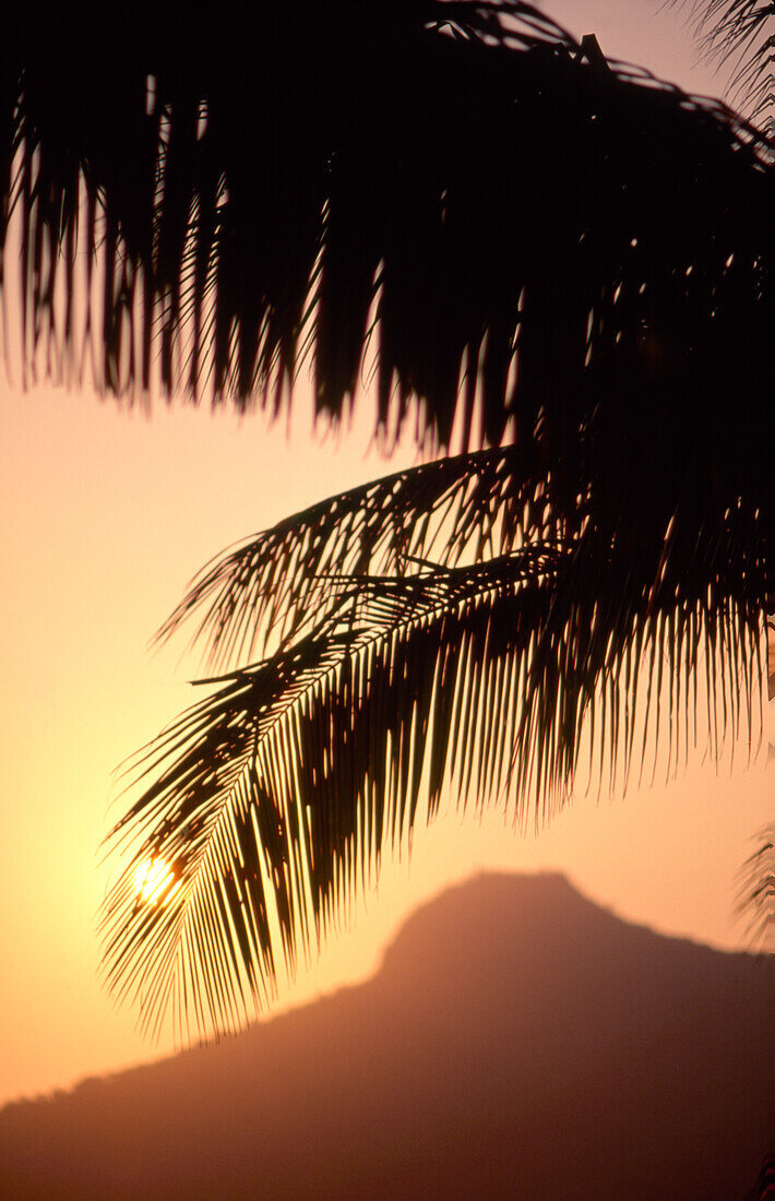 Sun going down over hill and silhouette of palm tree