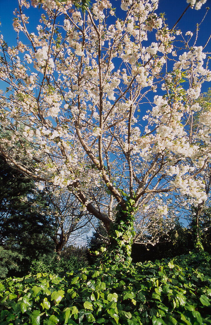 White flowering cherry blossom tree against blue sky and green ivy bed